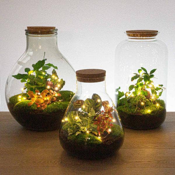 Oasis of Life - Wholesale String Lights - Battery-operated wire string lights 1m β 20 warm white LEDs β Flexible decorative light for terrariums, Christmas decorations, windowsills & more β With battery box & on/off switch1