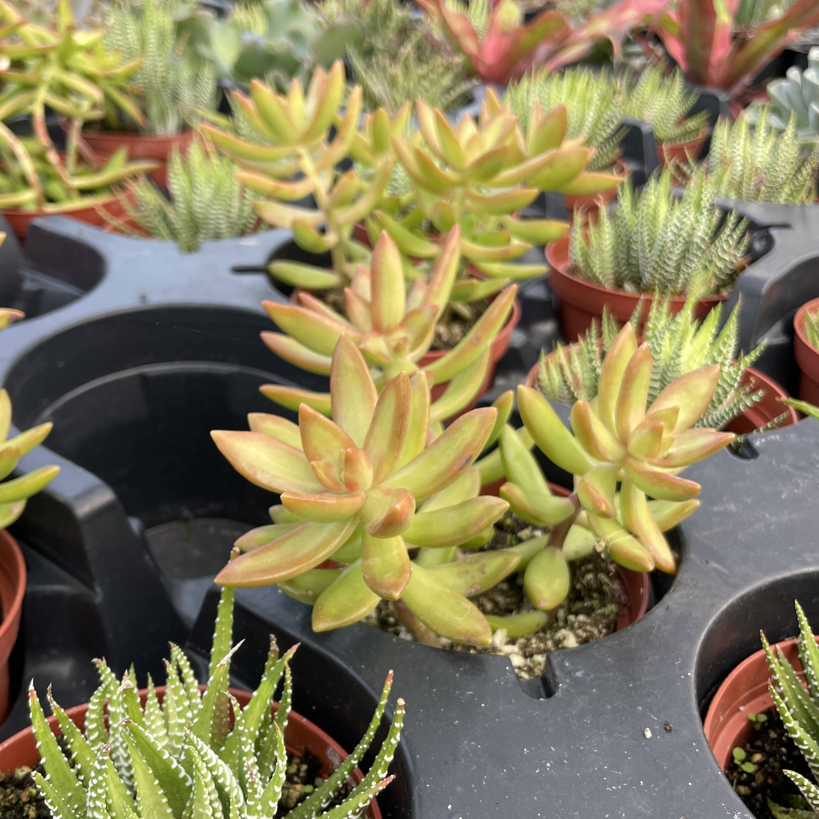 Thorsen's Greenhouse - Vente Plante - Plante Grasse Variée - Plante Vivante1