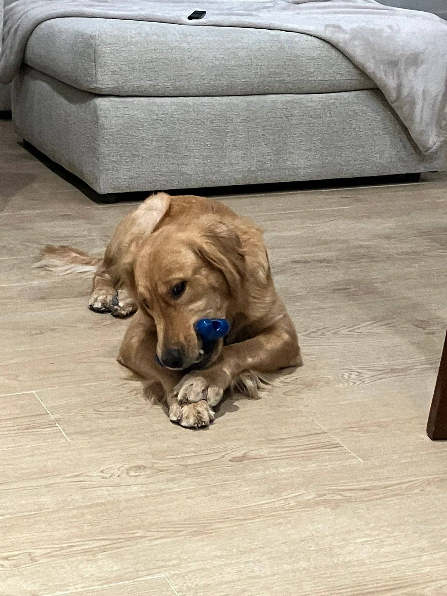 Flexifetch - Wholesale Pet Chew Toy - Dog - Original Bone Toy – The JD1