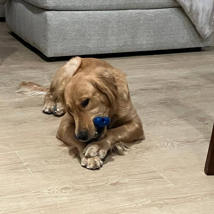 Flexifetch - Wholesale Pet Chew Toy - Dog - Original Bone Toy – The JD1