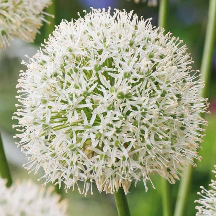 Oasis of Life - Wholesale Plant seeds - Allium Mount Everest – 3 flower bulbs – White ornamental garlic – Large, spherical flowers – Hardy allium bulbs for garden, bed & border – Easy to care for & perennial6
