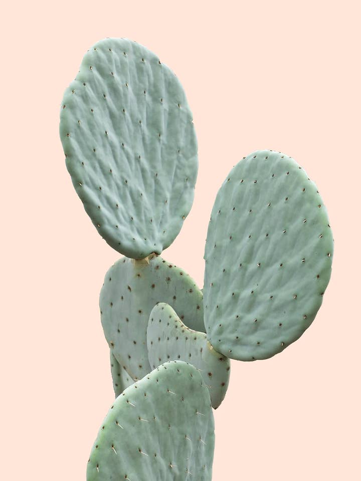 Estampado minimalista de cactus para venta al por mayor de Wilder California