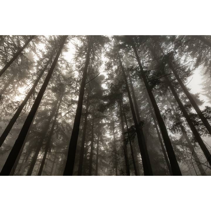Tirage photo "Lignes de sapin" • Oregon, Paysages, Arbres pour la vente par Andrea Morris Art