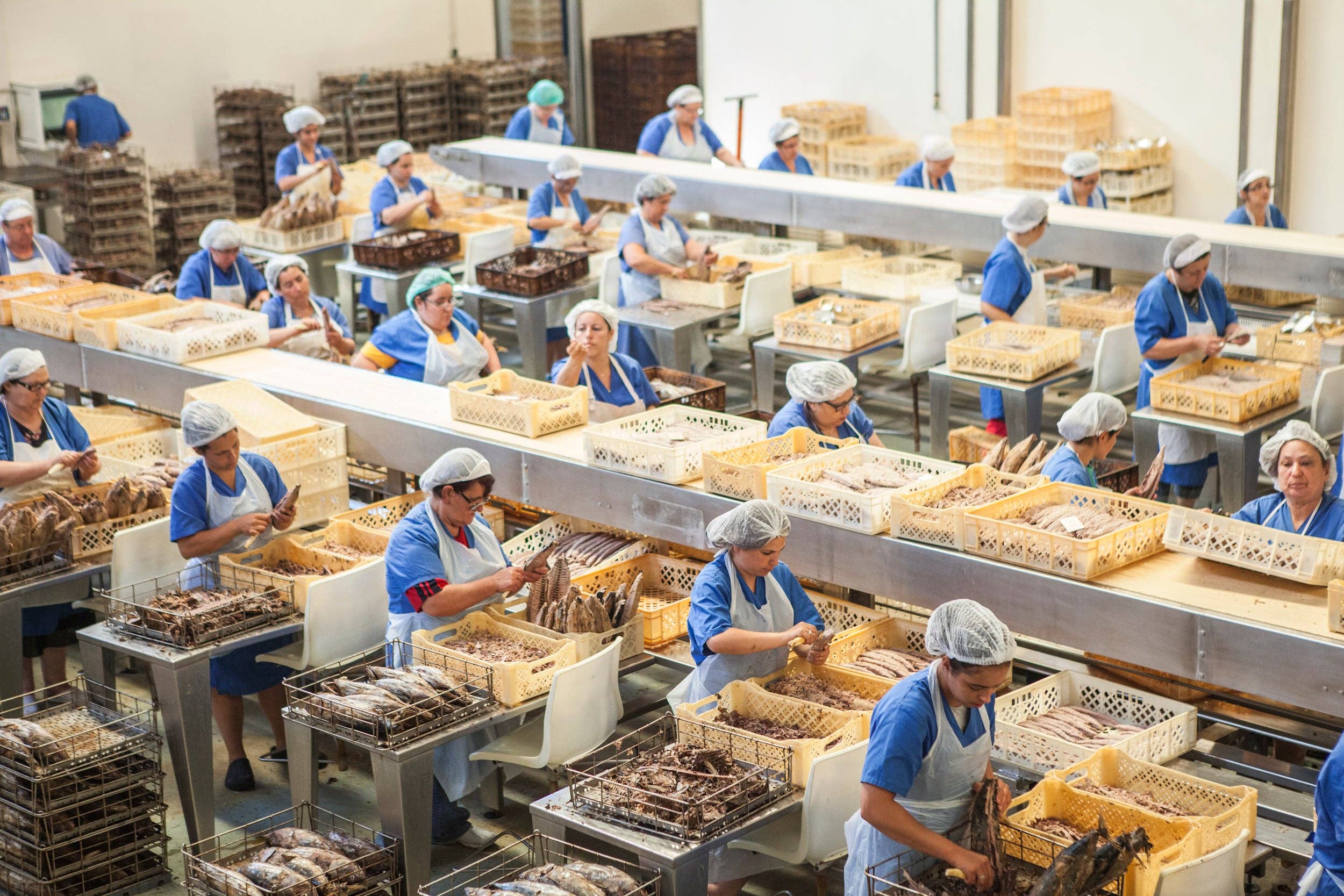 Portugalia Imports - Wholesale Tinned Fish - Santa Catarina Solid Tuna in Olive Oil6