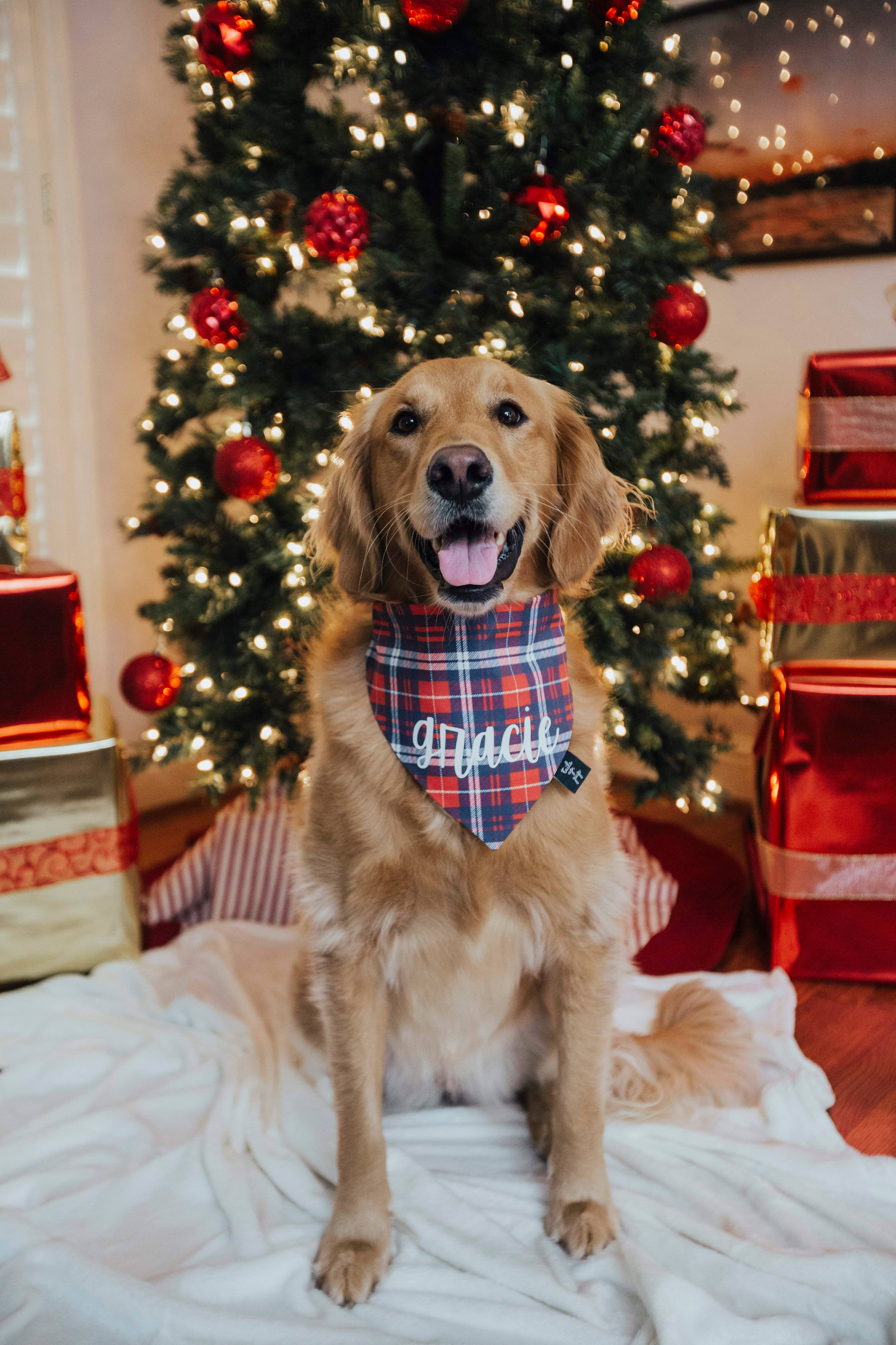 Tails Up, Pup - Wholesale Pet Bandana - Dog - Plaid Dog Bandana - Christmas Dog Bandana0