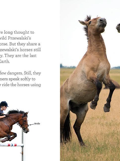 Grandir avec moi : Chevaux pour la vente par The Creative Company