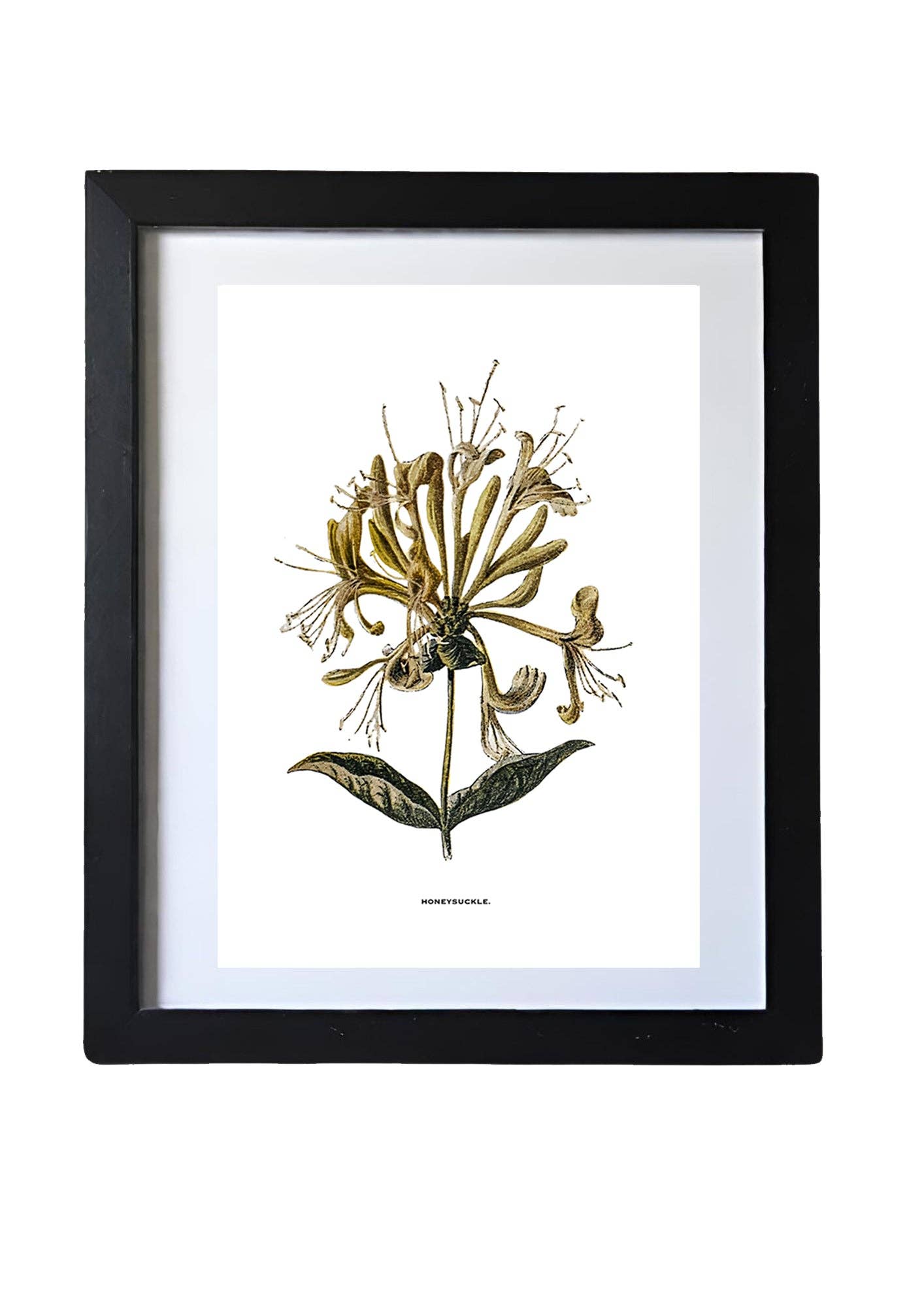 Coultura - Wholesale Gallery Wall Set - Framed Vintage Botanical Floral Wall Art Prints: Set Of Six3