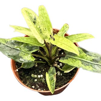 Arcadia Garden Products - Wholesale Live Plant - Alocasia Lauterbachiana Mint Variegated 4 inch Grower Pot0