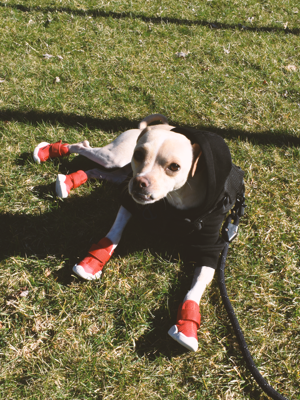 RIFRUF - Vente Bottines – chien - César 137