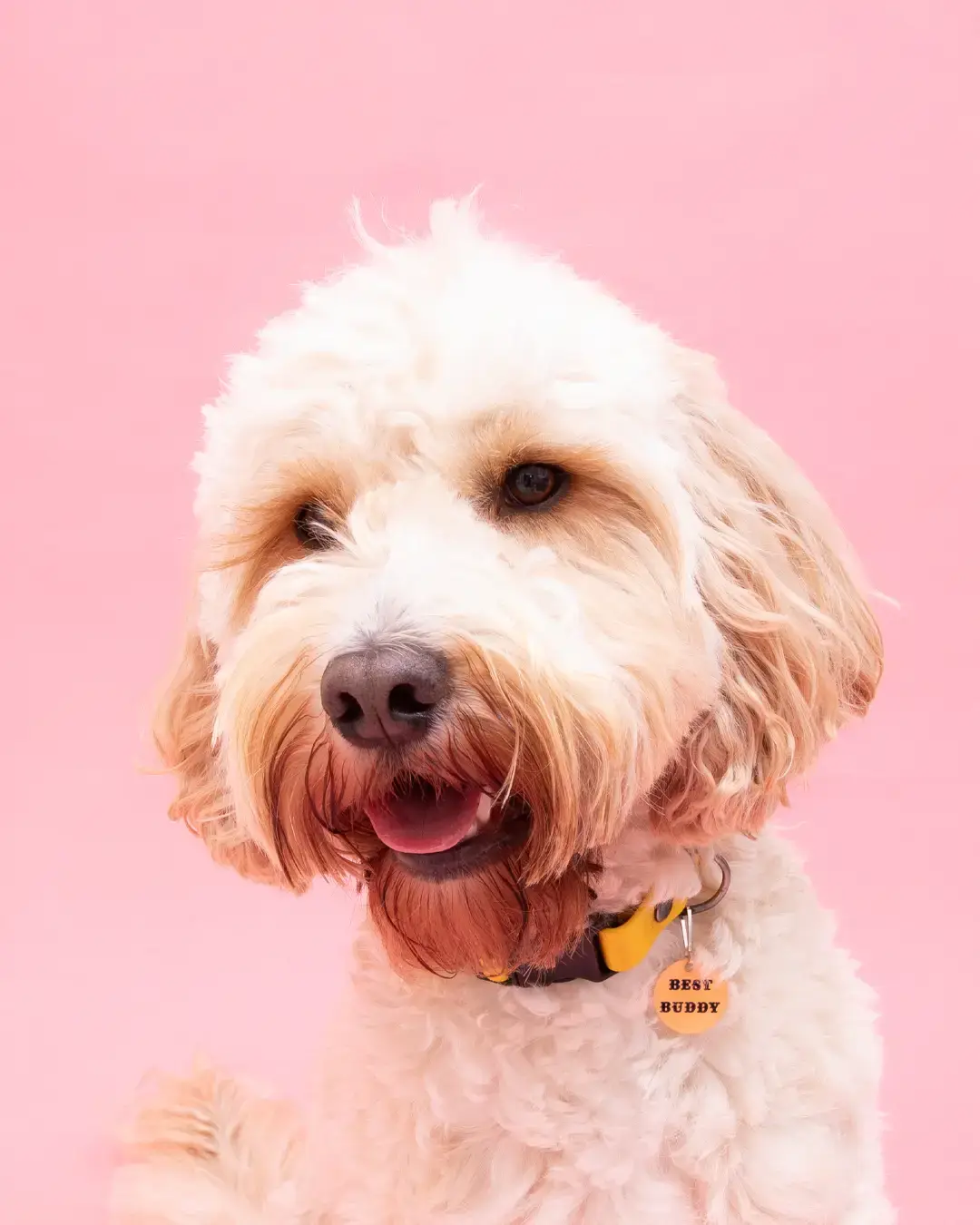 soch and co - Wholesale Pet Identification Tag - Dog - Bestie pink pet dog charm tag 1