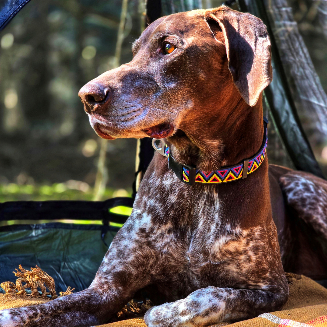 NEERDOG | Dog Harnesses | Dog Leads | Dog Collars | Coats – wholesale Pet collar – Dog – Go-Cee Adjustable Jacquard Dog Collar | Cosmos0