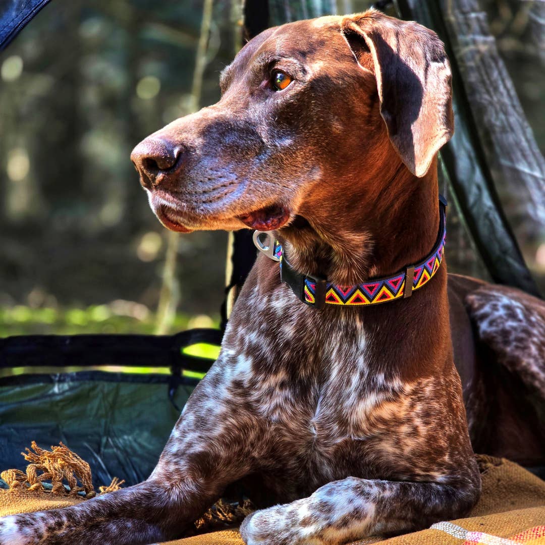 NEERDOG | Dog Harnesses | Dog Leads | Dog Collars | Coats – wholesale Pet collar – Dog – Go-Cee Adjustable Jacquard Dog Collar | Cosmos