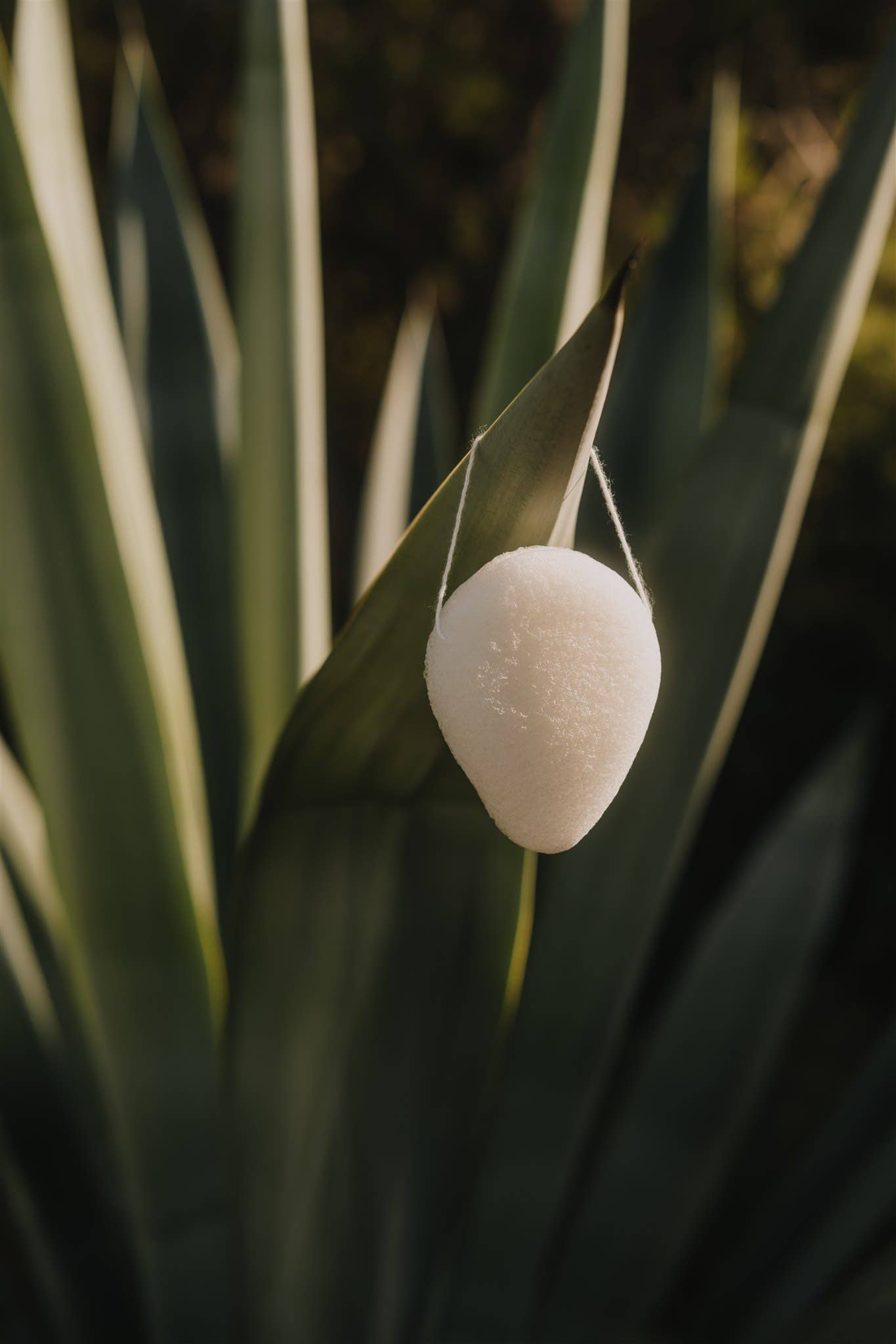 Azur Natural Bodycare BV – wholesale Badsvamp – Konjac ansiktssvamp | Hållbart och naturligt skönhetsredskap1