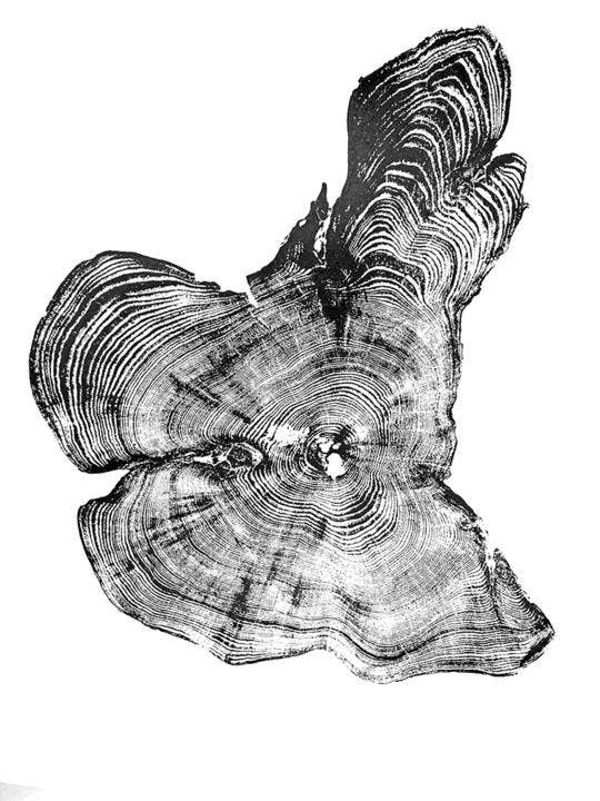 Stampa artistica con anello albero, 55,9 x 76,2 cm, stampa artistica con legno di cedro per la vendita all'ingrosso da parte di na coille studio