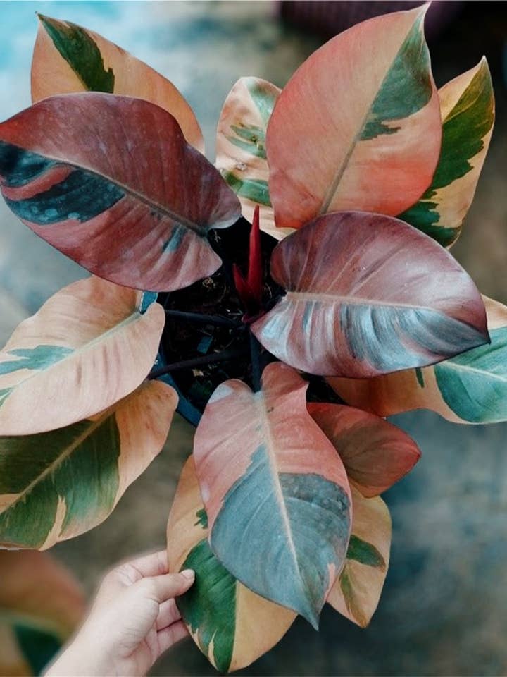 Philodendron Black Cardinal (large) for wholesale by Plant Vault