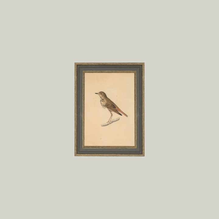 Petal Lane Home - Wholesale Wall Art Set - Bird Framed Antique Art