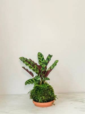 Calathea (Rattlesnake) Kokedama (House Plant Wrapped in Moss) for wholesale by White Stable Farms