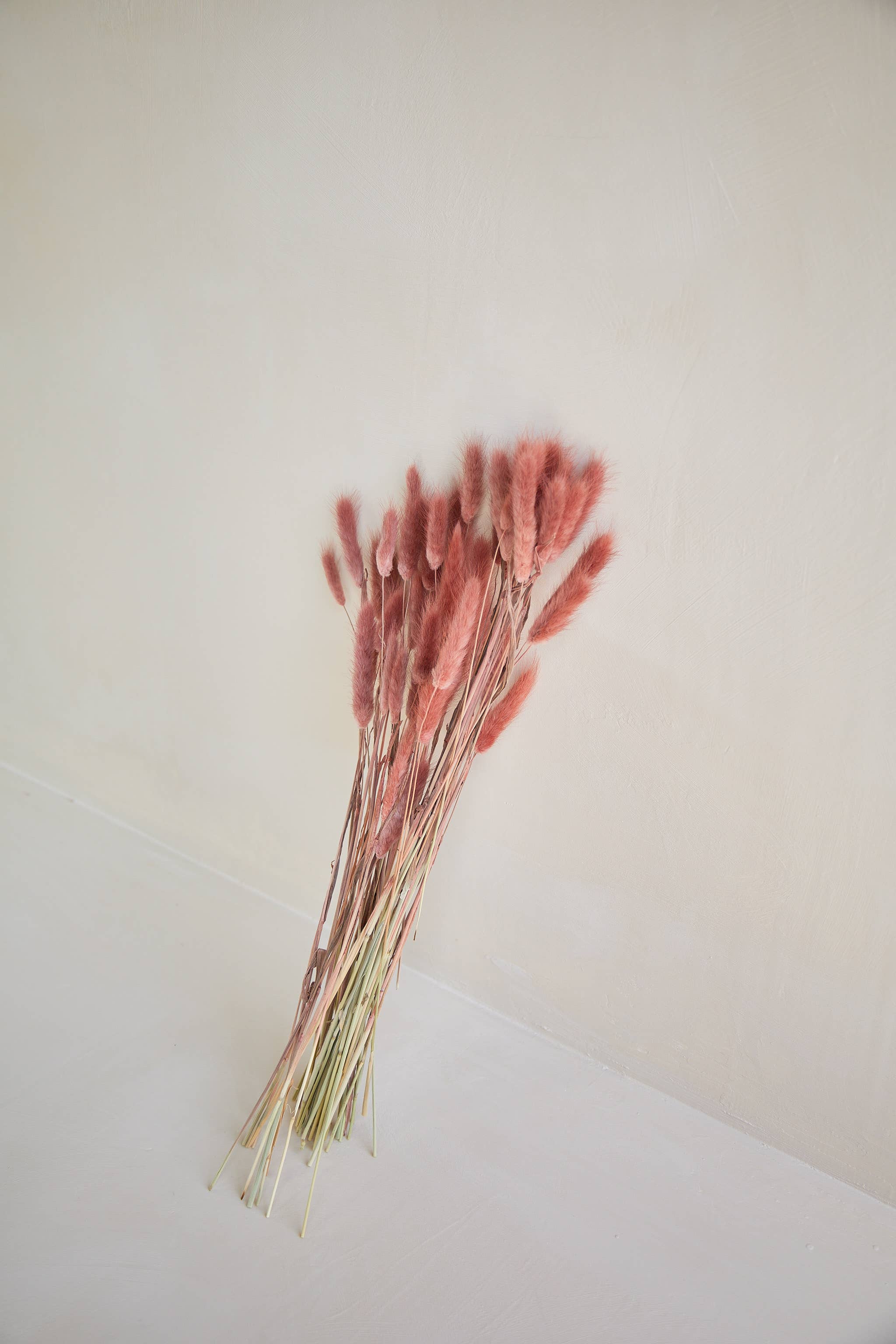 For Love Of Pampas - Wholesale Dried/Pressed Flowers - Bunny Tails in Burgundy2