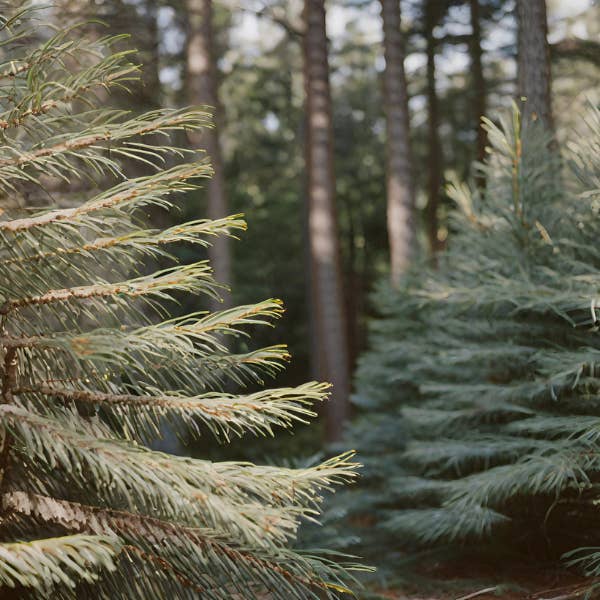 Cire de pin fondue du Michigan pour la vente par Terra Solyra LLC