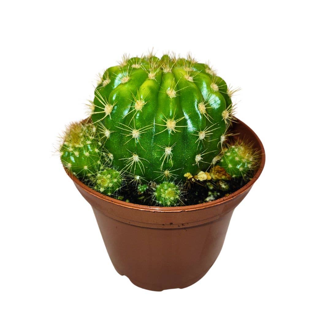 Cactus en ligne – wholesale Succulent – 2.5" Cactus3