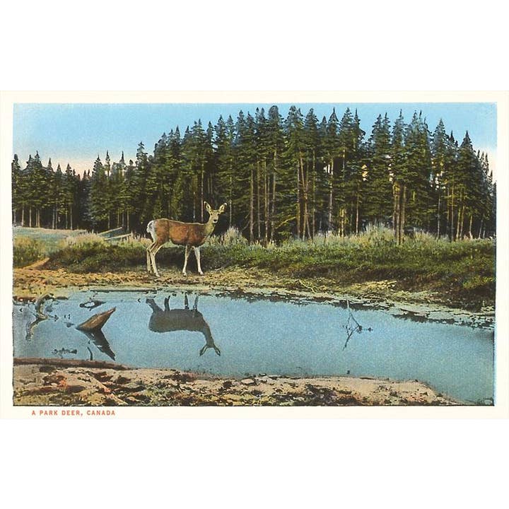Magnet CN-188 Park Deer, Canada for wholesale by Found Image Press