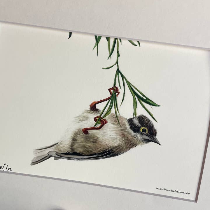 Bird Art by KB - Vendita all'ingrosso Stampa artistica - Stampa Giclée - Melifago Testabruna