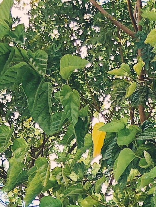 Organischer Occy Burgunder für den Großhandel von True Threads