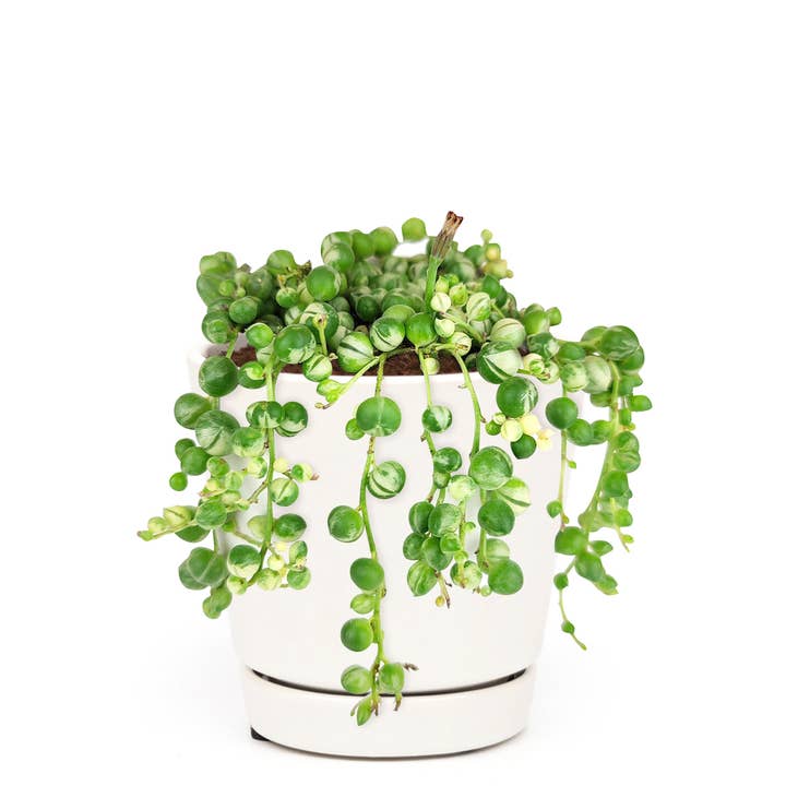 Best Plant Friend - Wholesale Succulent - Variegated String Of Pearls - Hanging Succulent 2/4/6in