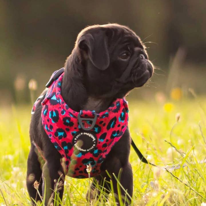 Pawsome Life – wholesale Pet collar – Dog – Dog Collar Puppy Collar Designer Dog Collar and Lead Leopard