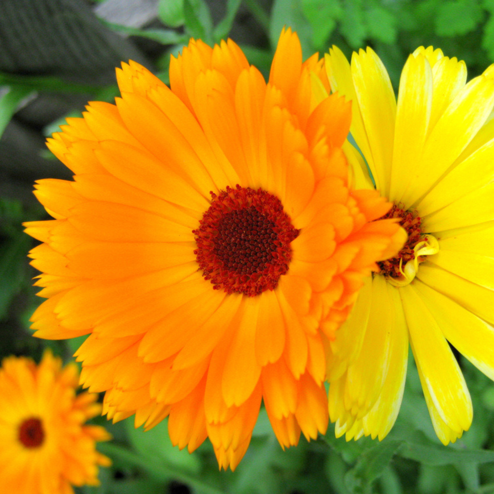 Sow the Magic - Wholesale Plant Seeds - Calendula Tarot Seed Packet1