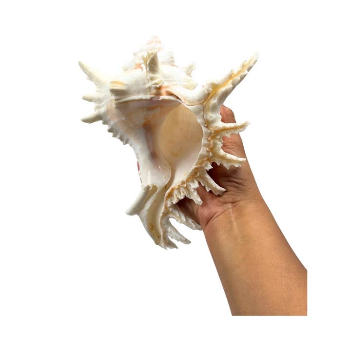 Earths Elements Wholesale - Wholesale Decorative Tabletop Object - Ramose Murex1