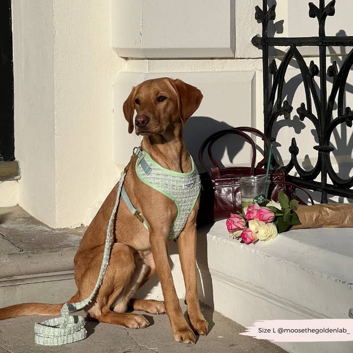 Cocopup London – wholesale Pet harness – Dog – Matcha Textured Tweed Adjustable Neck Harness24