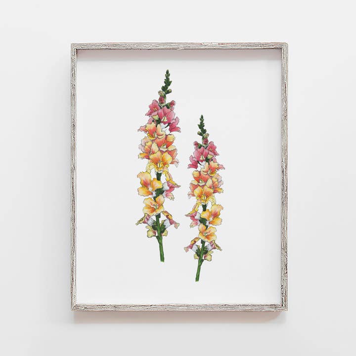 Snapdragon Flower Art Print for wholesale by JesMarried