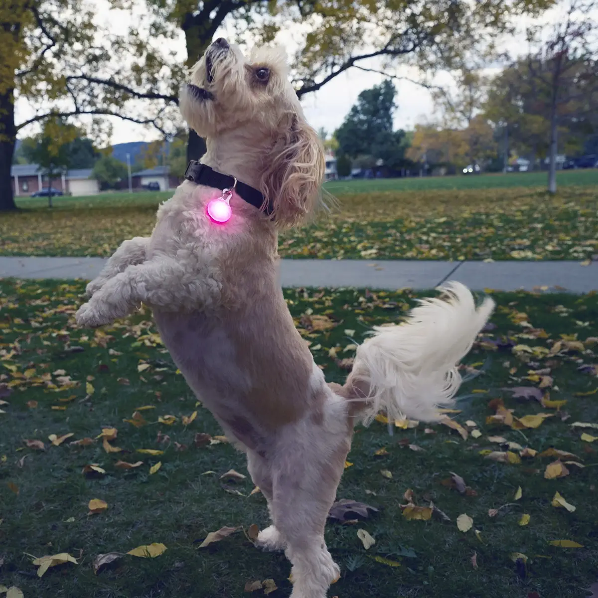 Pet Palette Distribution - Wholesale Pet Collar - Cat/Dog - Nite Ize SpotLit® Rechargeable Collar Light - Pink5