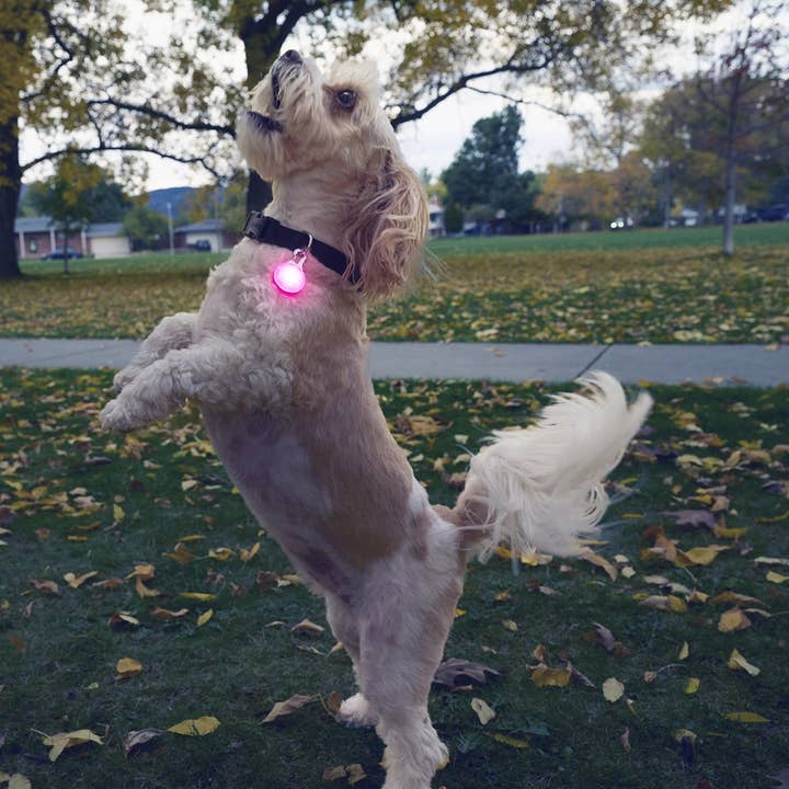 Pet Palette Distribution - Wholesale Pet Collar - Cat/Dog - Nite Ize SpotLit® Rechargeable Collar Light - Pink5