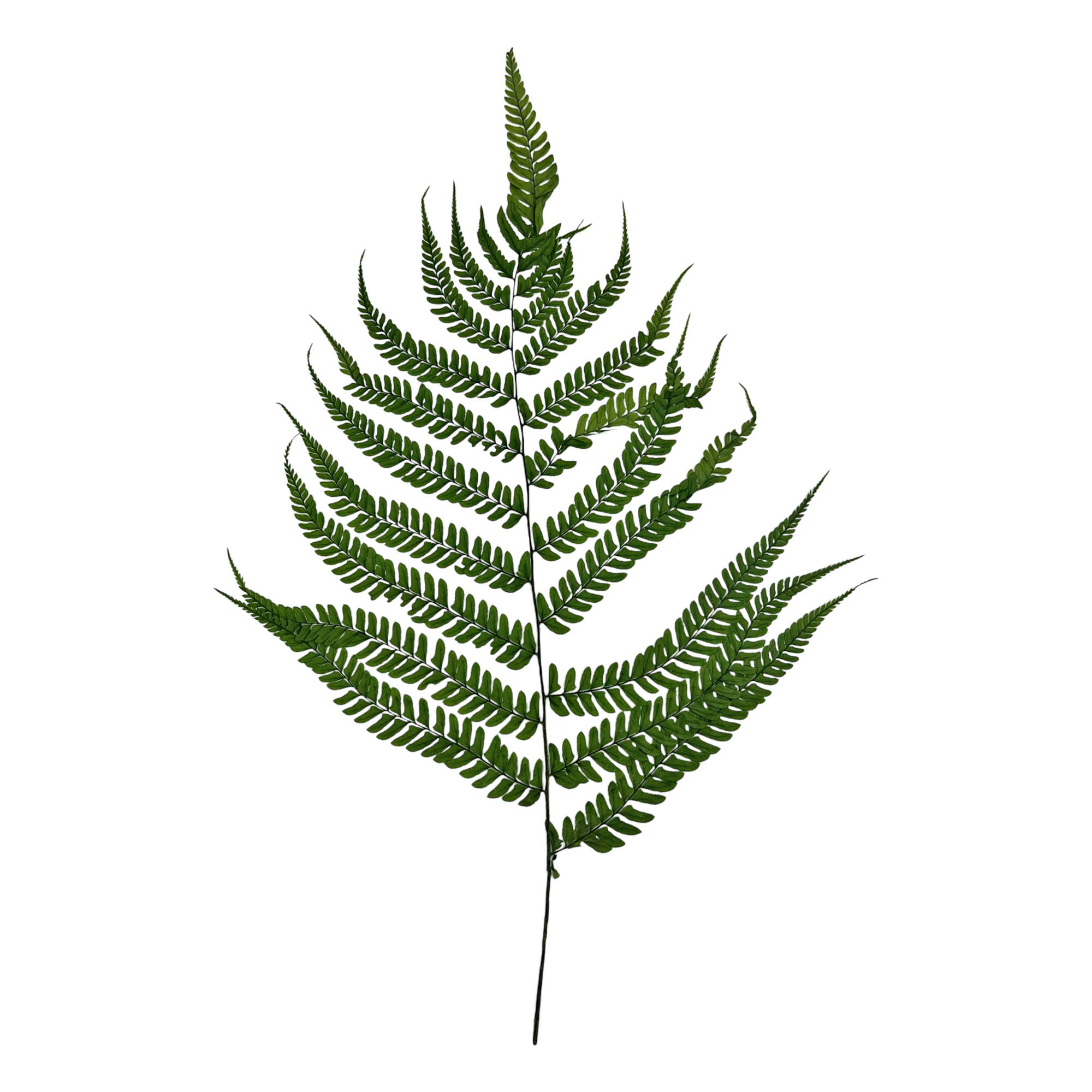 2626 Designs - Wholesale Dried/Pressed Flowers - Dried Preserved Fern 14"19