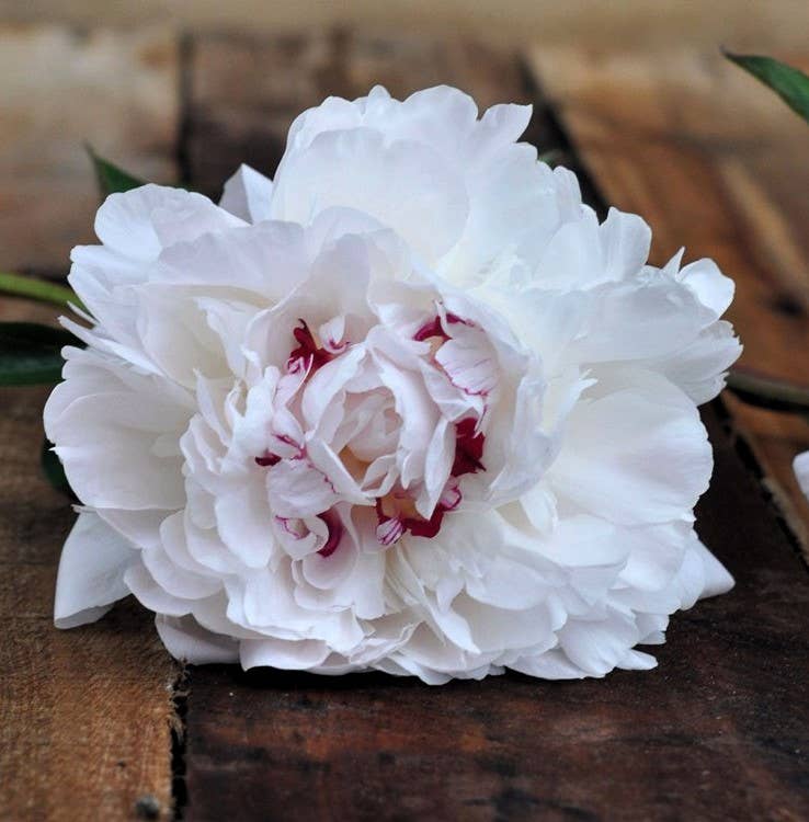 GardenPerspective – wholesale Levande växt – Peony Festiva Maxima Barrotade levande växter för utomhusträdgård2