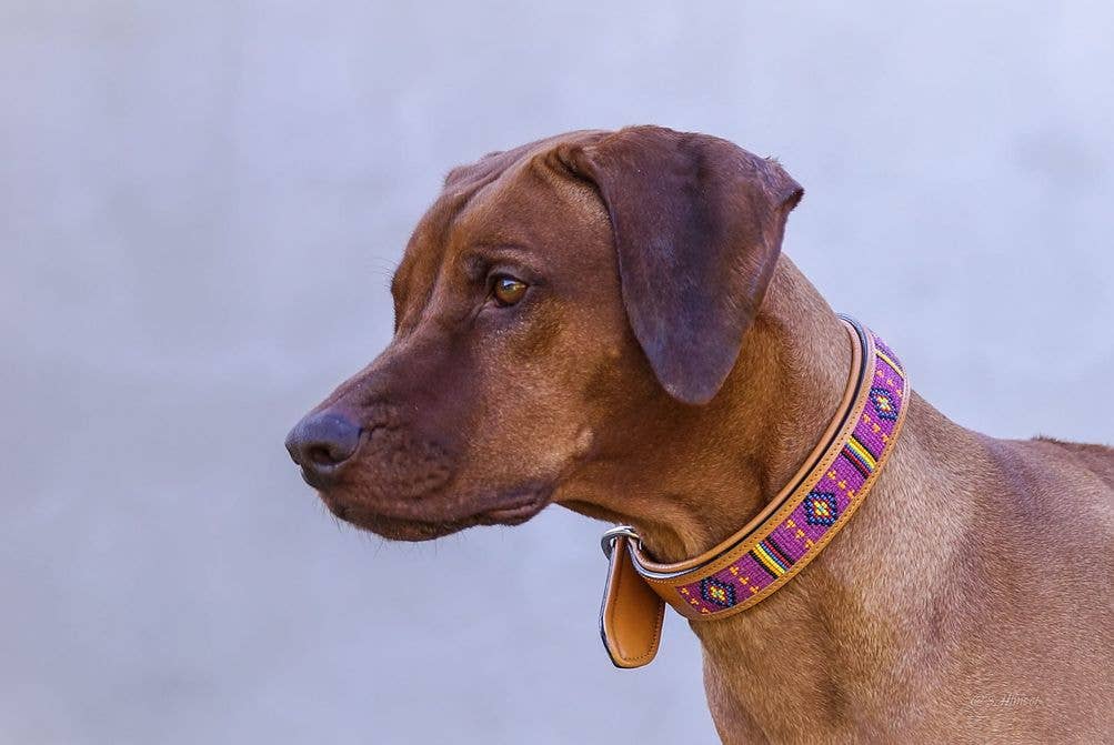 kay-line - Wholesale Pet Collar - Dog - Leather Collar AFRICAN SUN2