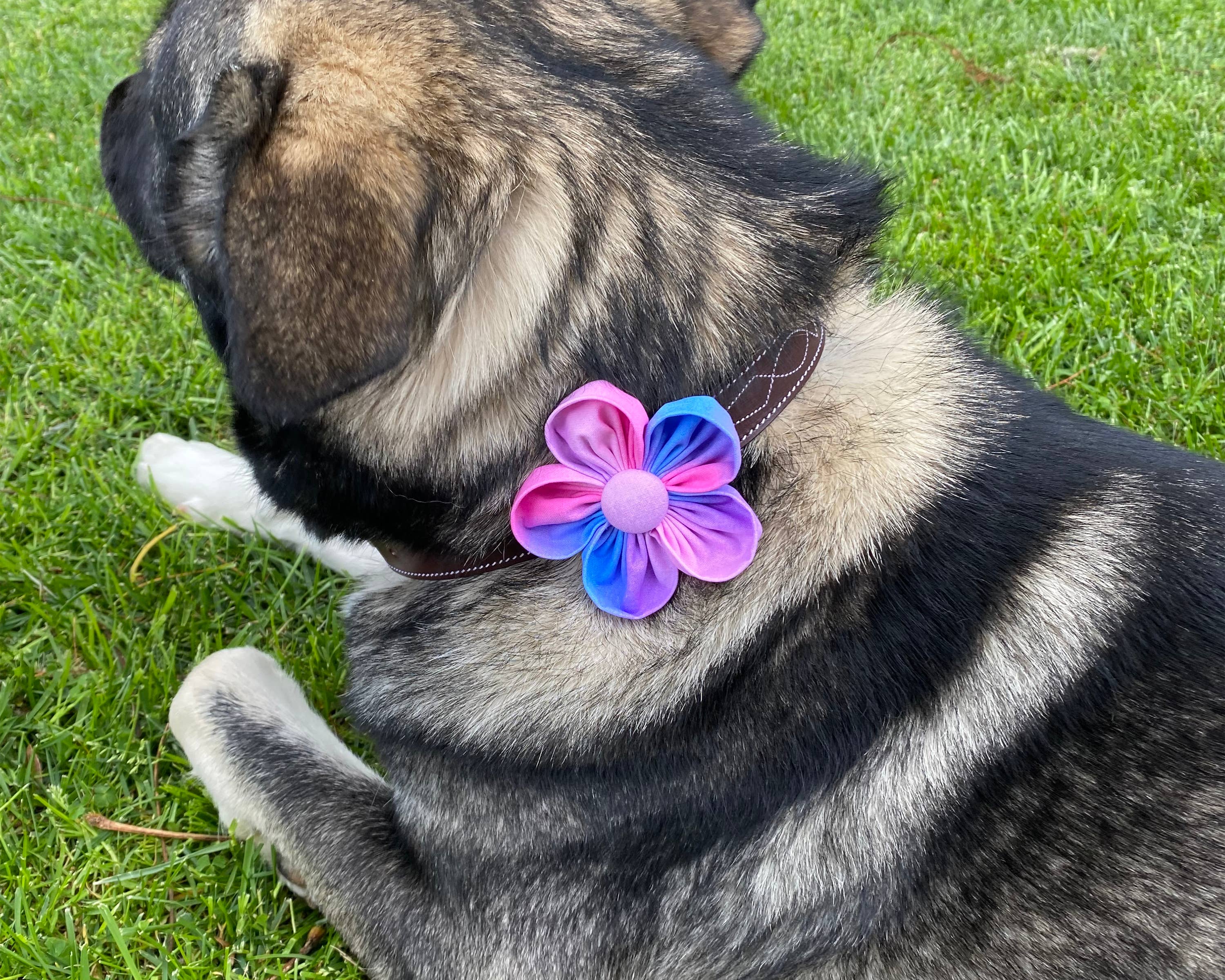 Darcy's Canine Designs - Wholesale Pet Collar - Dog - Pink, Purple and Blue Ombre Collar Flower Pet Accessory2
