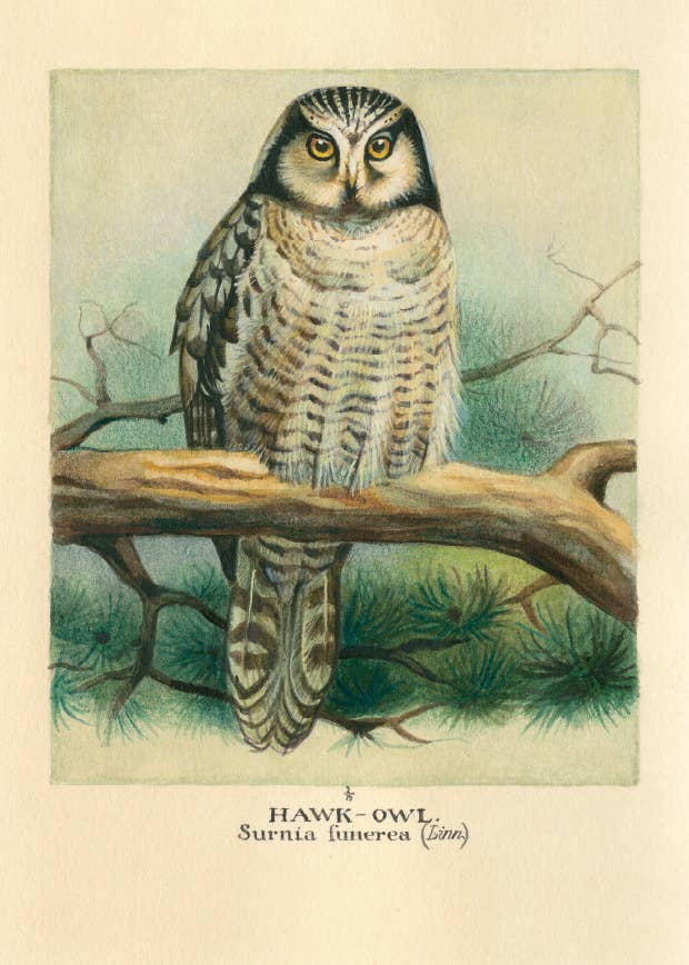 Bomo Art Budapest - Wholesale Everyday Greeting Card - Greeting Card + Envelope51