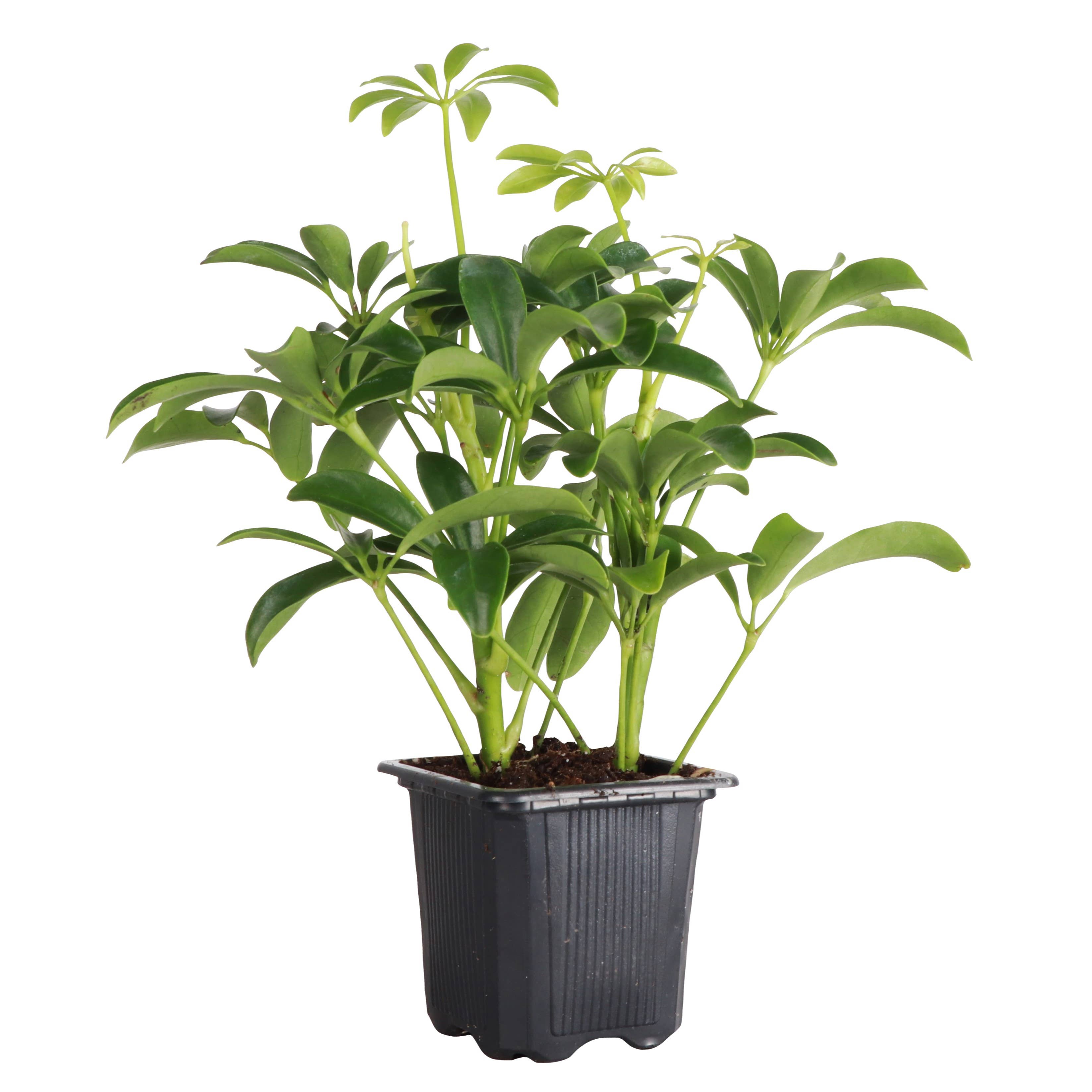 Thorsen's Greenhouse - Wholesale Live Plant - Schefflera Arboricola -  Live Plant0
