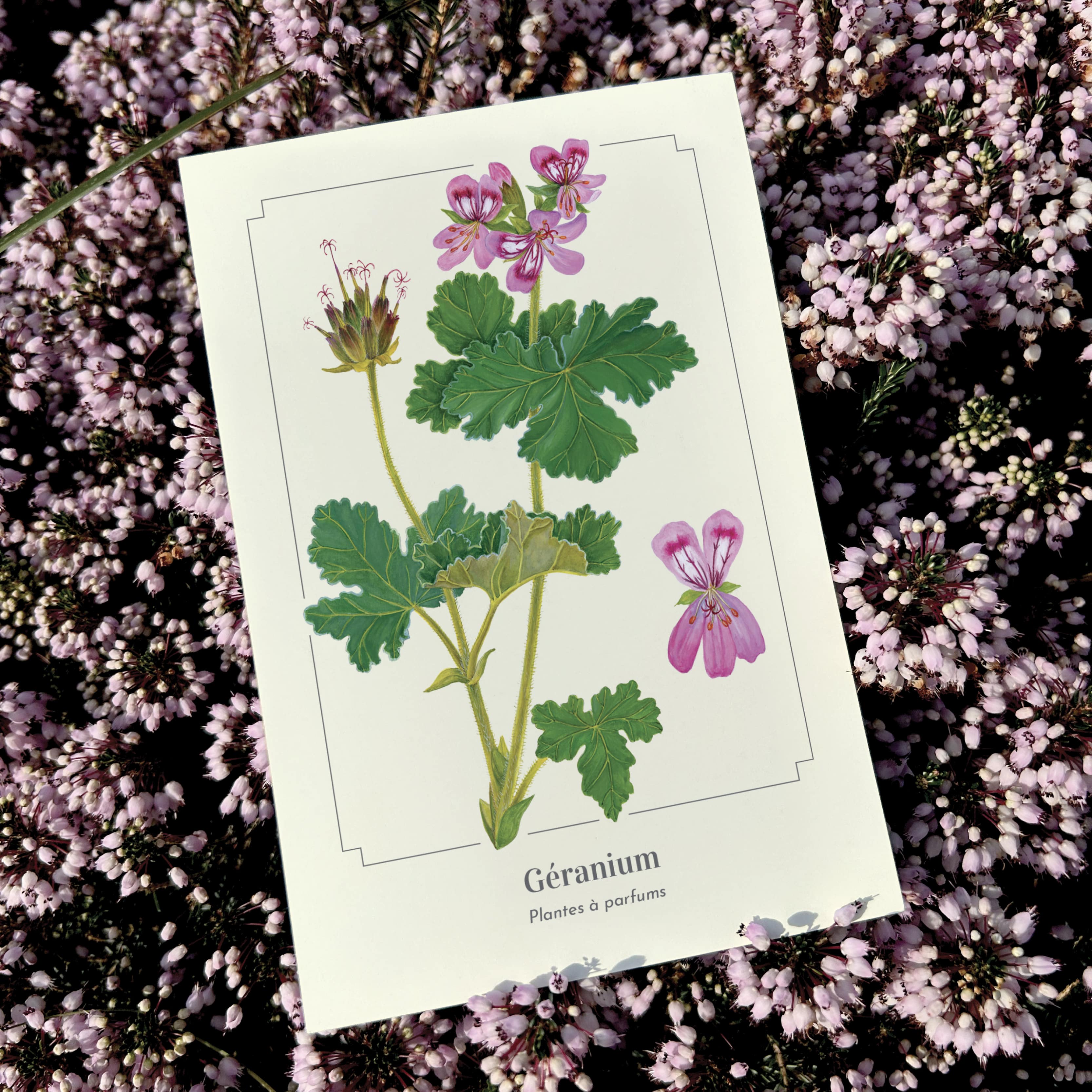 Longue-vue – wholesale Postcard – Geranium - Postcard1