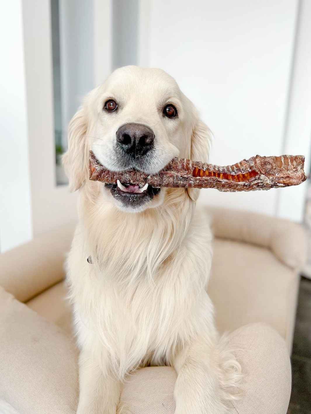 Truffe Délice - Vente Friandises – chien - Trachées de bœuf14