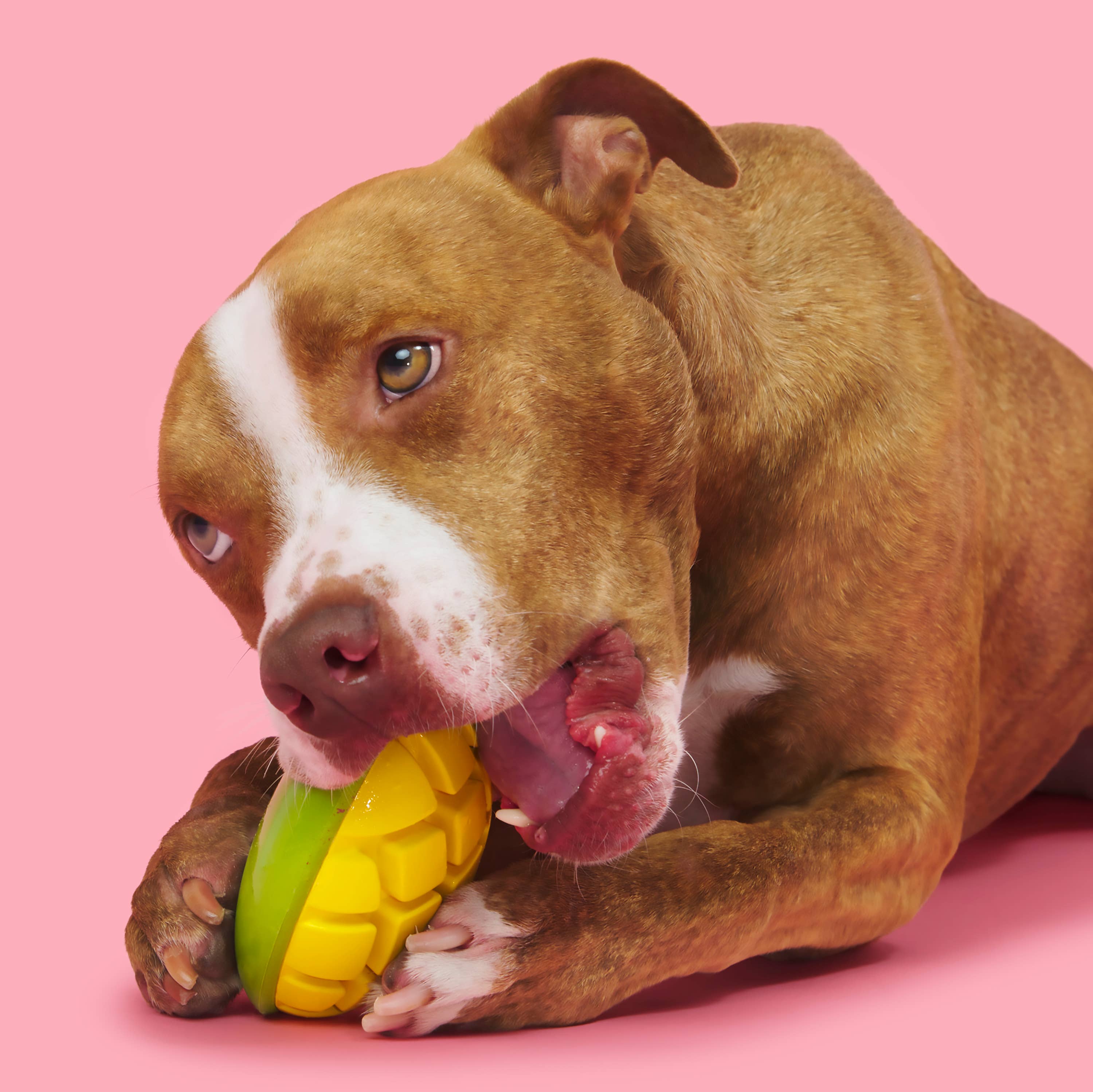 Pet Palette Distribution - Wholesale Pet Chew Toy - Dog - BARK Super Chewer Go Mango Dog Chew Toy L2