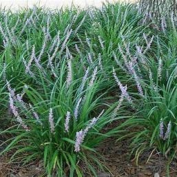 Big Blue Liriope Live Plant Bare-Root for wholesale by Steep Hill Garden