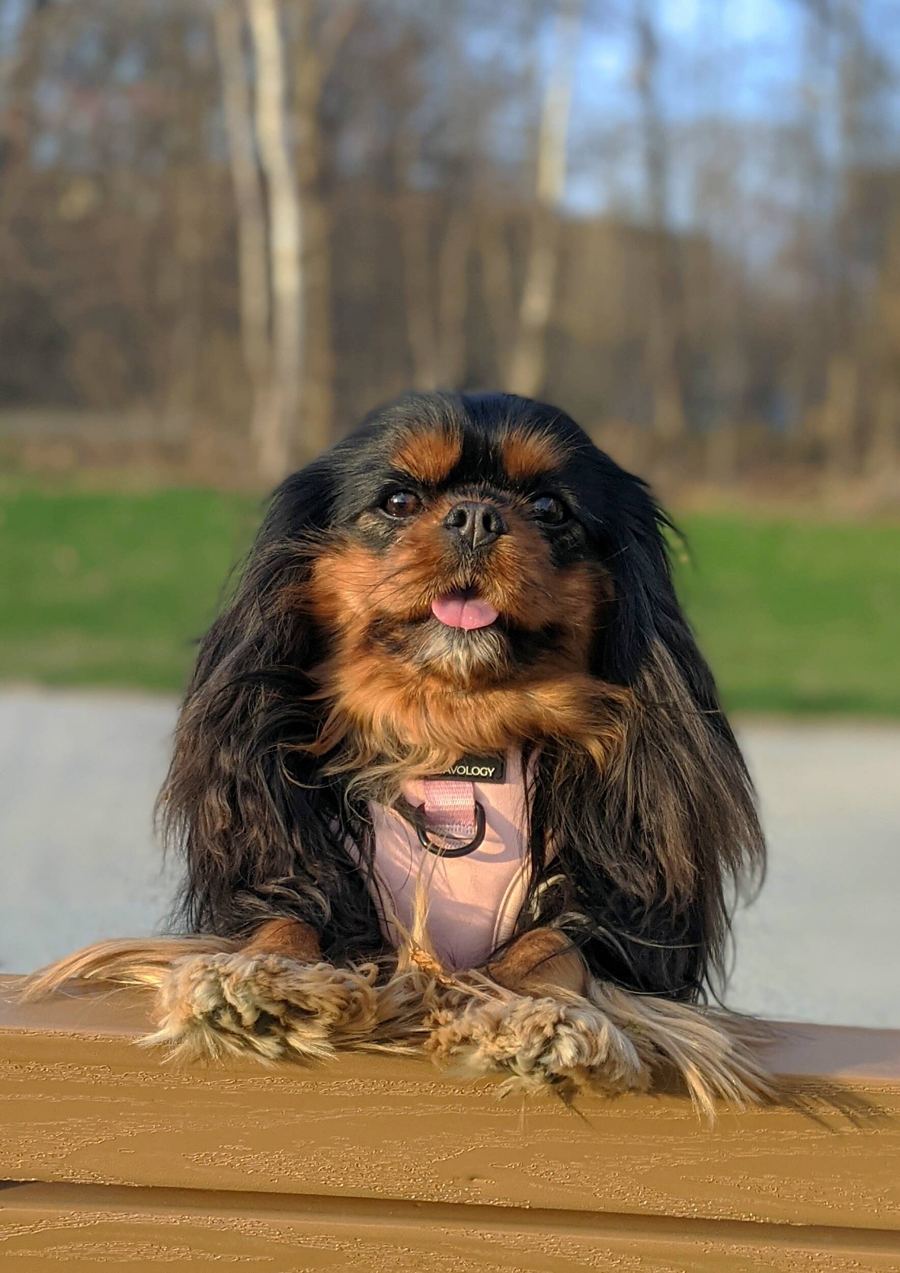 Cavology - Wholesale Pet Harness - Dog - DOG ADJUSTABLE HARNESS ASSORTED PACK 5