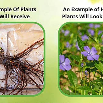 GardenPerspective - Wholesale Live Plant - 5 Periwinkle - Vinca Minor Perennial Live Bare Root Plamts