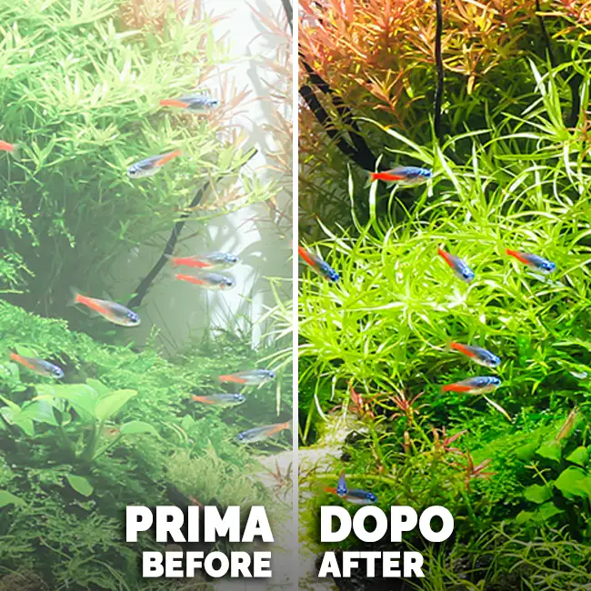 Amtra - Vendita all'ingrosso Integratori - Non gatti o cani - Filtro acquario - Clean Procult - Amtra1