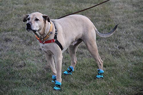 Healers PetCare – wholesale Pet paw protection – URBAN WALKERS III- TEAL2