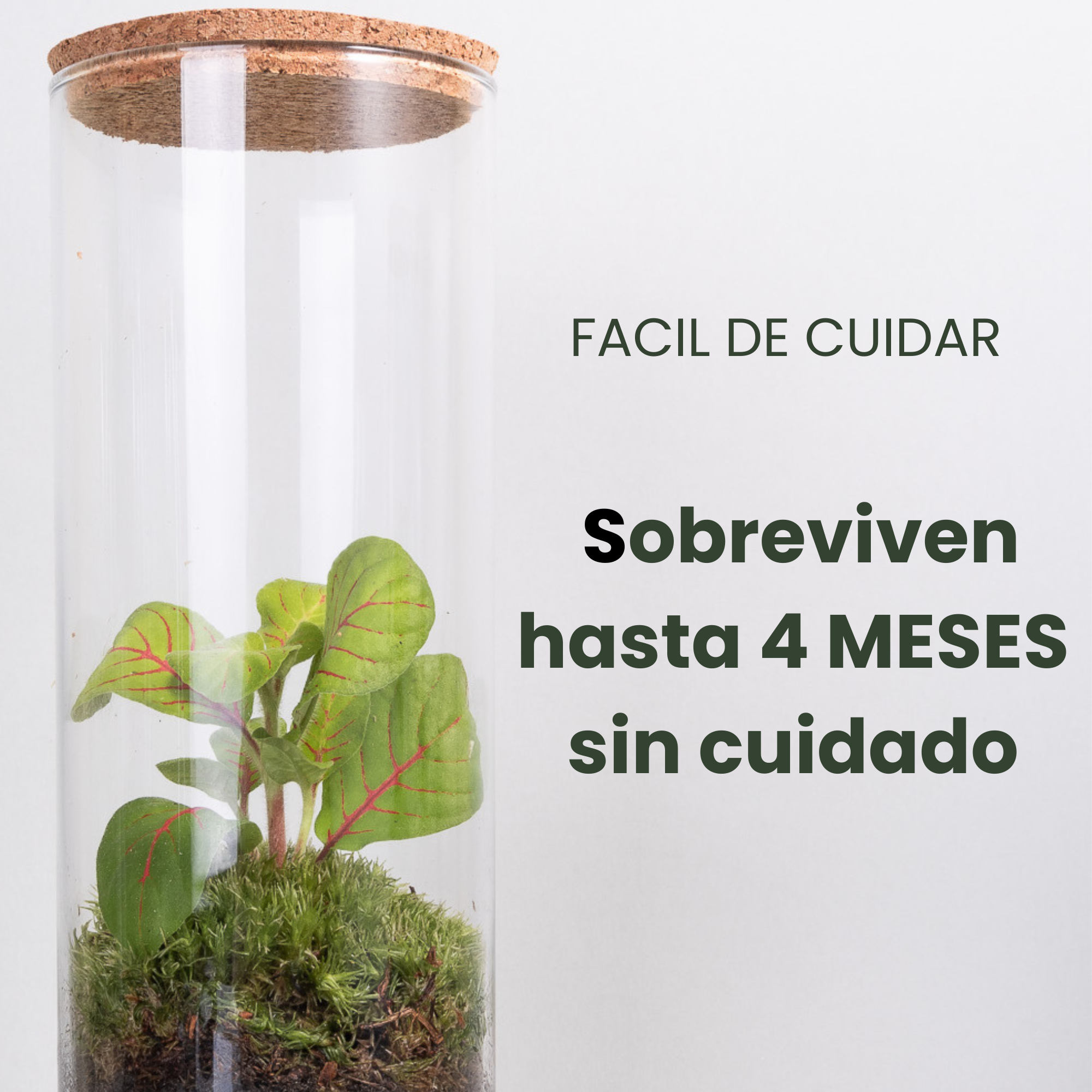 Ecodecs - Wholesale Terrarium - Self-sufficient terrarium with phytonia - EcoTerra3